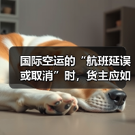 国际空运的“航班延误或取消”时，货主应如何应对（国际空运干货知识分享）（图1）