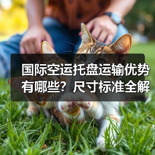 国际空运托盘运输优势有哪些？尺寸标准全解析（图1）